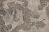 Ordovician Trilobite Mortality Plate (Pos/Neg) - Morocco #194104-2